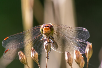 Red Crimson dragonfly in profile Impressive shot of insect killer dragonfly warming up in sunshine waiting for flies or  insects to hunt for as beneficial animal red facete eyes macro filigree wings
