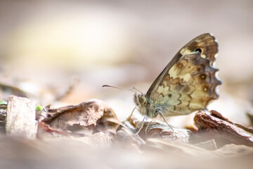 Beautiful colorful butterfly in profile view macro with shiny blurred background bokeh in summer farm field shows filigree wings with vibrant colors camouflage insect hiding pollination in wild grass