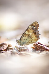 Beautiful colorful butterfly in profile view macro with shiny blurred background bokeh in summer farm field shows filigree wings with vibrant colors camouflage insect hiding pollination in wild grass