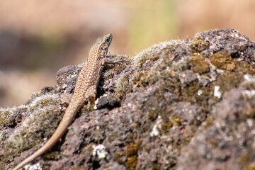 Shy Lizard on the hunt for insects on a hot volcano rock warming up in the sun as hematocryal animal in macro view and close-up to see the scaled skin details of little saurian needs to shed or molt