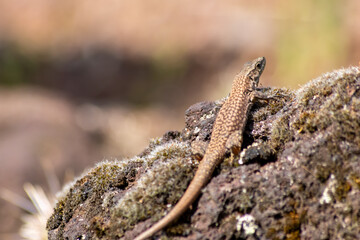 Shy Lizard on the hunt for insects on a hot volcano rock warming up in the sun as hematocryal animal in macro view and close-up to see the scaled skin details of little saurian needs to shed or molt