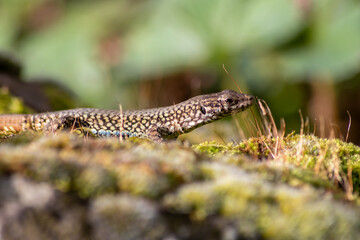 Shy Lizard on the hunt for insects on a hot volcano rock warming up in the sun as hematocryal animal in macro view and close-up to see the scaled skin details of little saurian needs to shed or molt