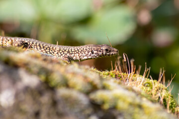 Shy Lizard on the hunt for insects on a hot volcano rock warming up in the sun as hematocryal animal in macro view and close-up to see the scaled skin details of little saurian needs to shed or molt
