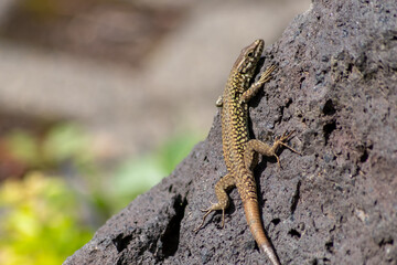 Shy Lizard on the hunt for insects on a hot volcano rock warming up in the sun as hematocryal animal in macro view and close-up to see the scaled skin details of little saurian needs to shed or molt