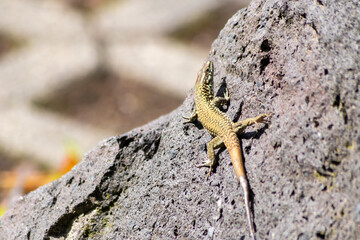 Shy Lizard on the hunt for insects on a hot volcano rock warming up in the sun as hematocryal animal in macro view and close-up to see the scaled skin details of little saurian needs to shed or molt