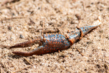 Truncated claws of a crab or crawfish are the rest of a killed crab or crawfish and its crab skeleton found at a shore of a river and shows the fight of life in the wilderness with strong pincers