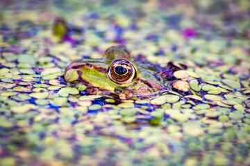 Green frog or european common frog in idyllic garden pond lurking for insects with big eyes shining...