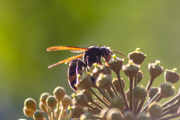 Macro of Big hornet collecting nectar pollen while dusting a blooming bush in autumn is big impressive venomous insect with poisonous stinger and big mandibles as king of insects yellow jacket flying