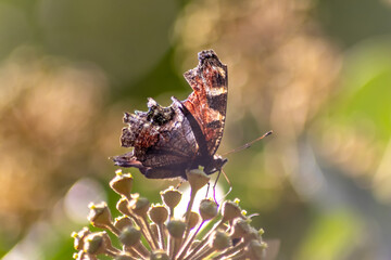 Dying old peacock butterfly with damaged wings at his end of life in autumn and fall dusting for the last time on flower in sunlight shows fragility and mortality with broken wings and flawed wings