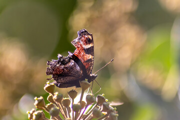 Dying old peacock butterfly with damaged wings at his end of life in autumn and fall dusting for the last time on flower in sunlight shows fragility and mortality with broken wings and flawed wings