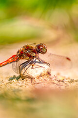 Red Crimson dragonfly in profile Impressive shot of insect killer dragonfly warming up in sunshine waiting for flies or  insects to hunt for as beneficial animal red facete eyes macro filigree wings
