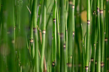 Obraz premium Green bamboo background or green bamboo wallpaper in close-up macro view shows details of bamboo structure with green blurry levels as sustainable wallpaper or elegant natural background green colors