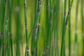 Green bamboo background or green bamboo wallpaper in close-up macro view shows details of bamboo structure with green blurry levels as sustainable wallpaper or elegant natural background green colors