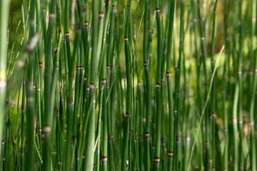 Green bamboo background or green bamboo wallpaper in close-up macro view shows details of bamboo structure with green blurry levels as sustainable wallpaper or elegant natural background green colors