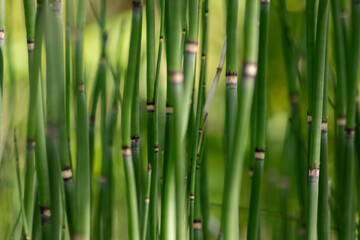 Green bamboo background or green bamboo wallpaper in close-up macro view shows details of bamboo structure with green blurry levels as sustainable wallpaper or elegant natural background green colors