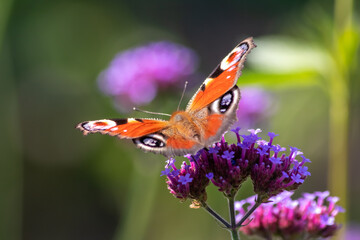 Peacock butterfly macro on violet flower blossom in close-up macro view shows filigree details of dusting butterfly with colorful wings imitating an animal eye as protective camouflage of butterfly