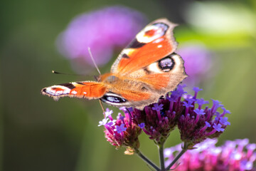 Peacock butterfly macro on violet flower blossom in close-up macro view shows filigree details of dusting butterfly with colorful wings imitating an animal eye as protective camouflage of butterfly