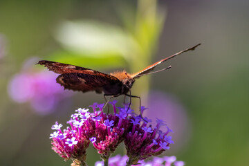 Peacock butterfly macro on violet flower blossom in close-up macro view shows filigree details of...