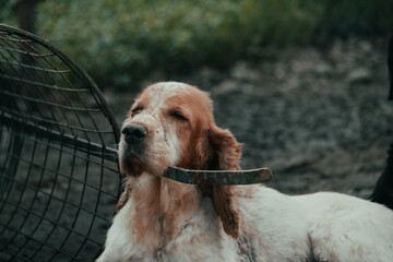 portrait of a retriever