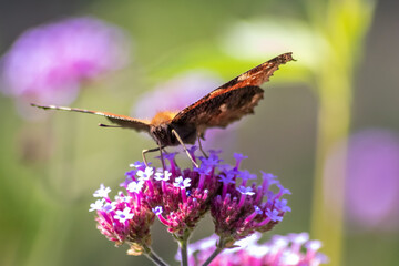 Peacock butterfly macro on violet flower blossom in close-up macro view shows filigree details of dusting butterfly with colorful wings imitating an animal eye as protective camouflage of butterfly