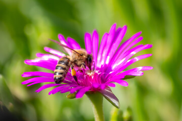 Bee on beautiful pink flowers in summer sunshine showing beauty to passengers and inviting insects like bees and bumblebees to collect their pollen for dusting pollination and organic honey production