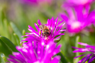 Bee on beautiful pink flowers in summer sunshine showing beauty to passengers and inviting insects like bees and bumblebees to collect their pollen for dusting pollination and organic honey production