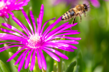 Bee on beautiful pink flowers in summer sunshine showing beauty to passengers and inviting insects like bees and bumblebees to collect their pollen for dusting pollination and organic honey production