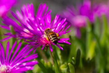Bee on beautiful pink flowers in summer sunshine showing beauty to passengers and inviting insects...