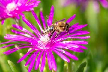Bee on beautiful pink flowers in summer sunshine showing beauty to passengers and inviting insects...