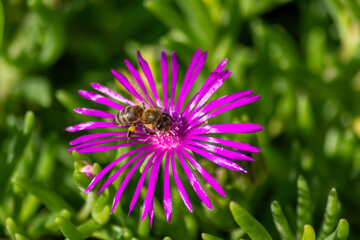 Bee on beautiful pink flowers in summer sunshine showing beauty to passengers and inviting insects...