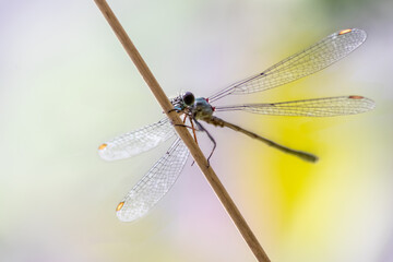 Little dragonfly on flower with blurred background shows filigree wings and details of facette eyes and long dragonfly body as beneficial insect and insect hunter with perfect wing structure for hunt