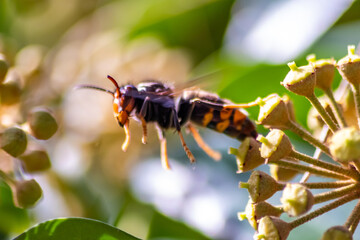 Macro of Big hornet collecting nectar pollen while dusting a blooming bush in autumn is big impressive venomous insect with poisonous stinger and big mandibles as king of insects yellow jacket flying