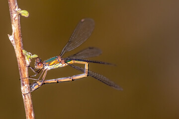 Single dragonfly or Couple of blue dragonflies mating and pairing for egg deposition in a garden pond in summer season shows tandem odonata at water surface deposing their eggs for next damselflies