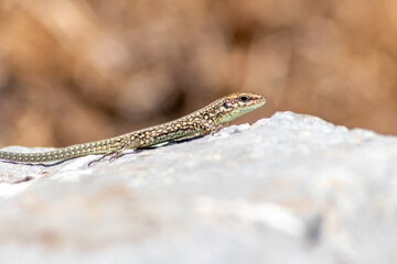 Shy Lizard on the hunt for insects on a hot volcano rock warming up in the sun as hematocryal animal in macro view and close-up to see the scaled skin details of little saurian needs to shed or molt