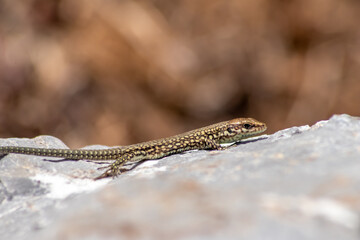 Shy Lizard on the hunt for insects on a hot volcano rock warming up in the sun as hematocryal animal in macro view and close-up to see the scaled skin details of little saurian needs to shed or molt