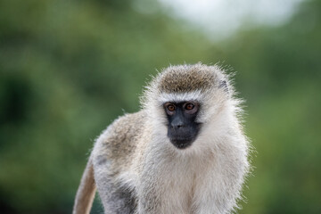 Fototapeta premium Grüne Meerkatze im Porträt