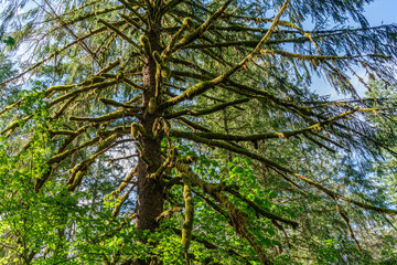 Mount Si Mossy Tree 3