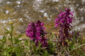Obraz premium flowers in the forest