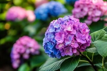 Fototapeta premium Closeup of Blue and Pink Hydrangea Flowers in Bloom