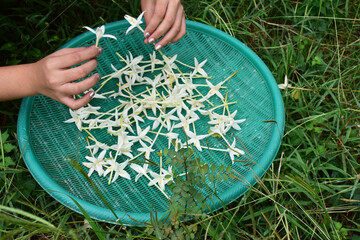 Woman's hand picking Indian Cork Tree flowers (Millingtonia hortensis Linn.f) from the ground and...