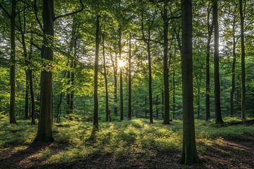 Fototapeta premium Sunlight breaking through trees in a green forest. Nature photography for wallpaper, background, and design