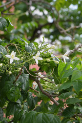 Indian cork tree (Millingtonia hortensis Linn.f) flowers blooming on trees.