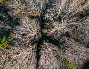 Aerial view of a forest in early spring or late autumn. Bare trees intertwine with patches of green vegetation, offering a mix of natural textures and colors. Ideal for nature or seasonal photo