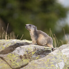 Una simpatica marmotta posa per il mio obbiettivo sulle alpi francesi 