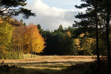 Fototapeta premium Autumn Forest Path, Golden Leaves in Woodland