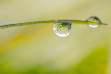 A macro shot of delicate dewdrops clinging to a grass blade, reflecting light and nature. The soft green background enhances the natural beauty of the scene.