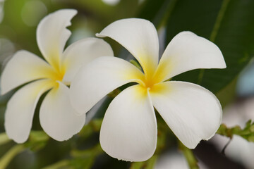 White and yellow plumeria blooming on trees, also known as frangipani, a tropical flower. Close-up shot.
