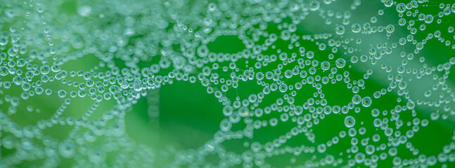 A macro shot of a spider web covered with dewdrops, creating a stunning natural pattern. The dew...