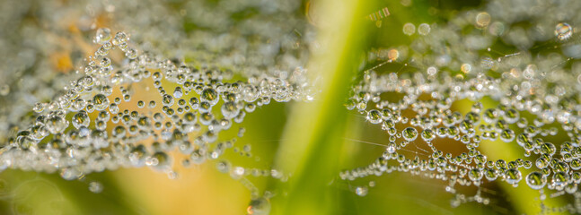 A macro shot of a spider web covered with dewdrops, creating a stunning natural pattern. The dew...