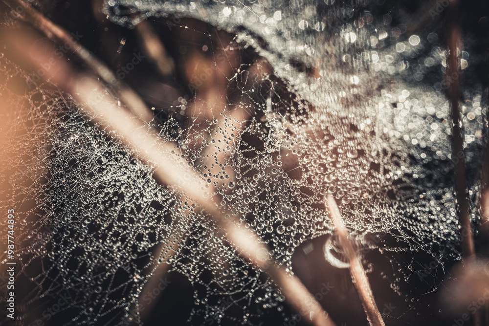 Wall mural a detailed macro image of a spider web adorned with dew drops, creating a mesmerizing pattern of gli